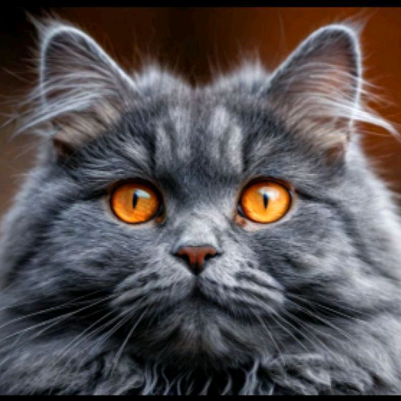 Kitty cat