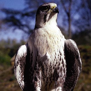 Falcon