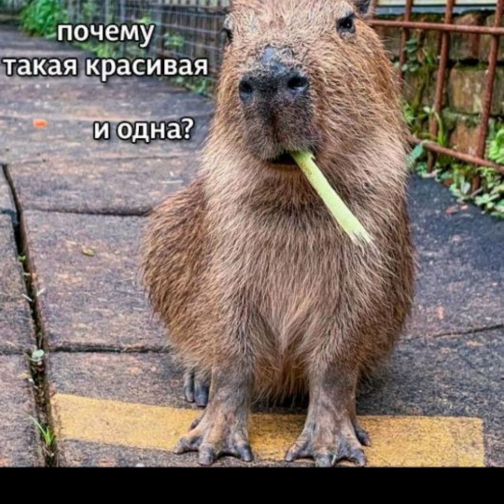 Капибара 666