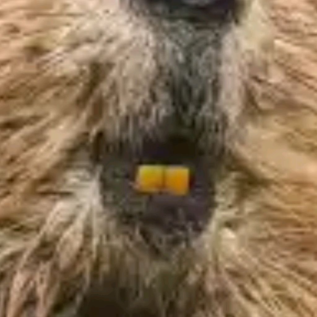 Bòbr™