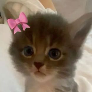 катюшкаа﹤3