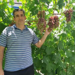 Станислав, виноград Астрахань