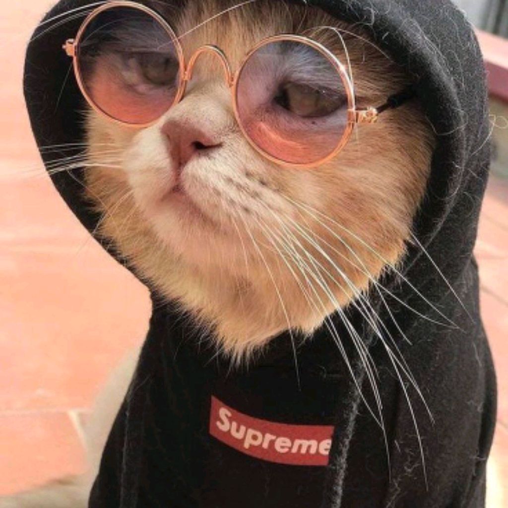⁠♡Cat ⁠♡