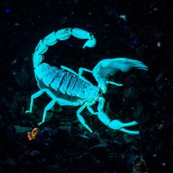 Glowing_scorp