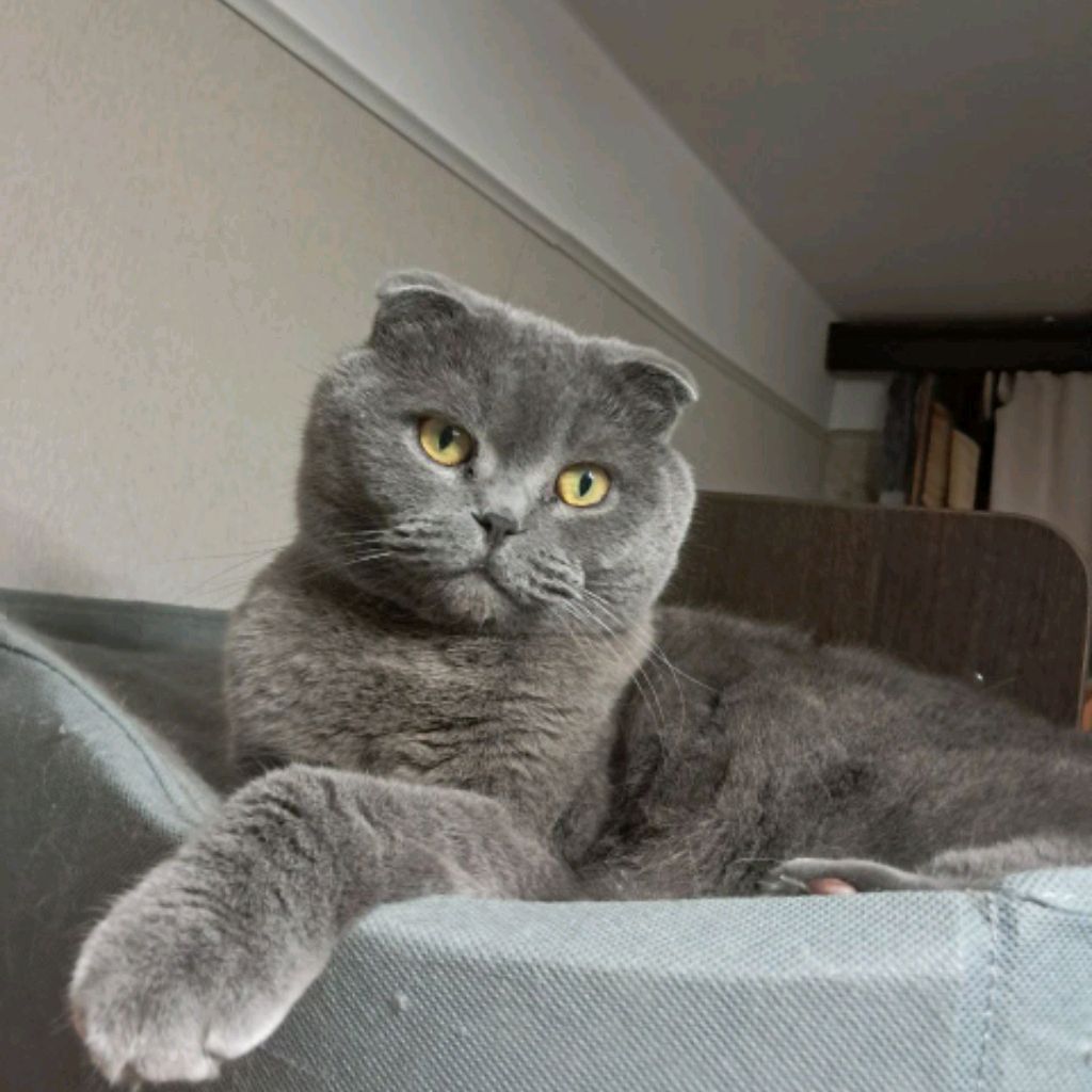 Cat=^ᴥ^=