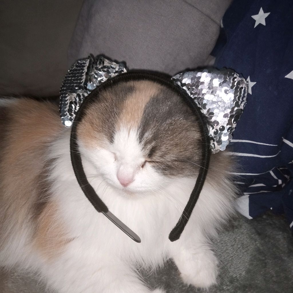 Кошка Барся