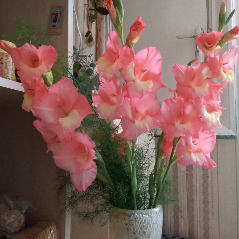 Tinavna_48