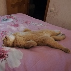 ВинниКот