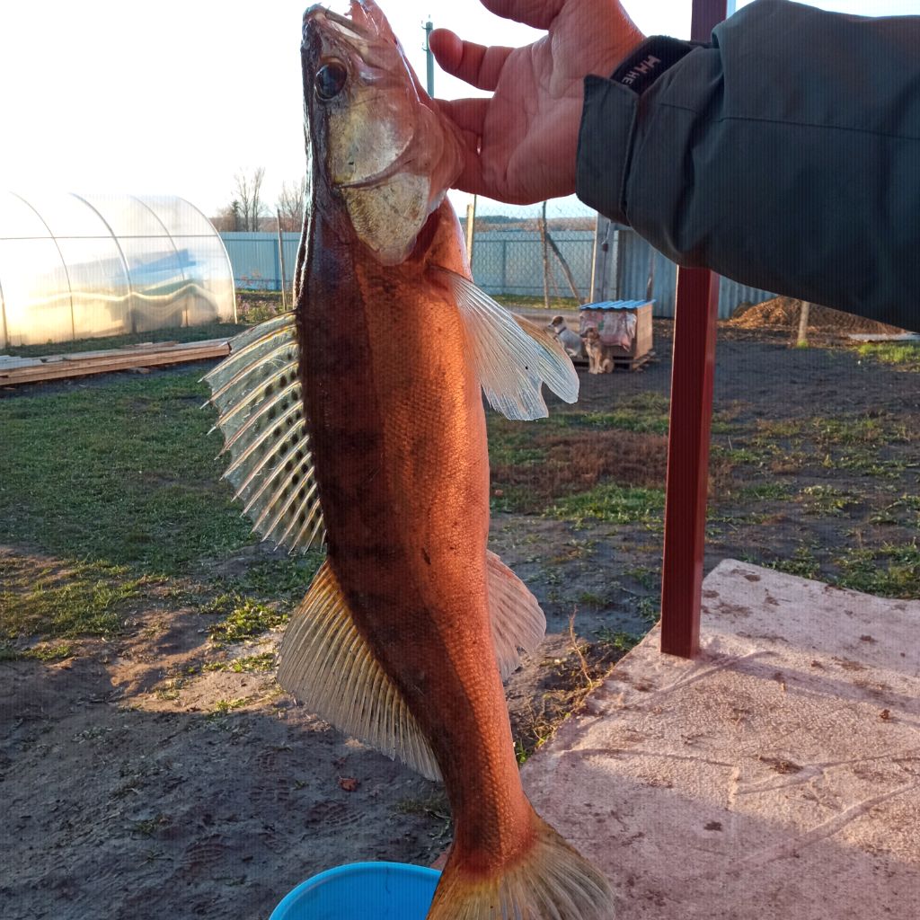 Хищник_21🐠