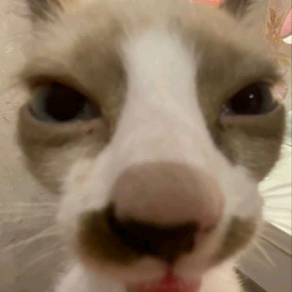 {●●♡КОШЕЧКА♡●●}