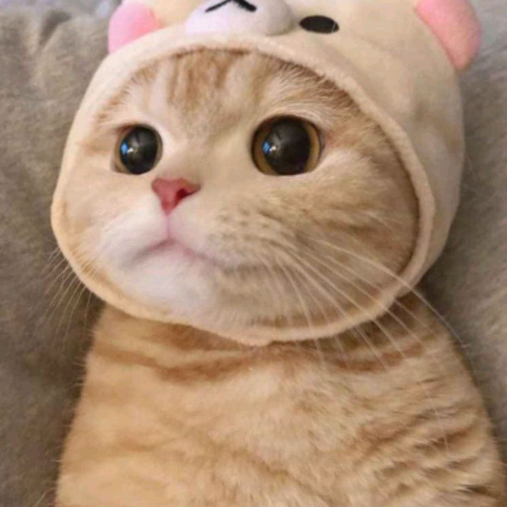 KOT