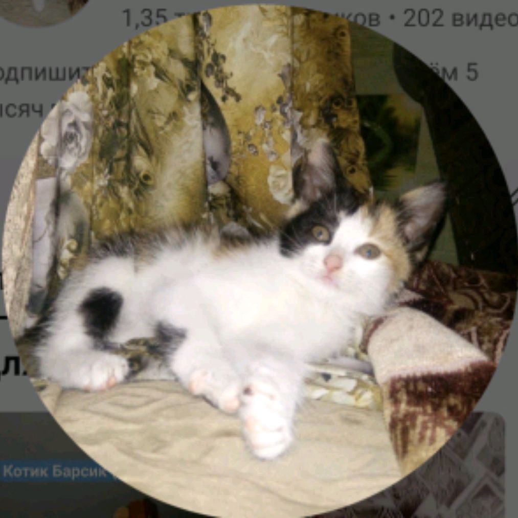 Паша и питомцы