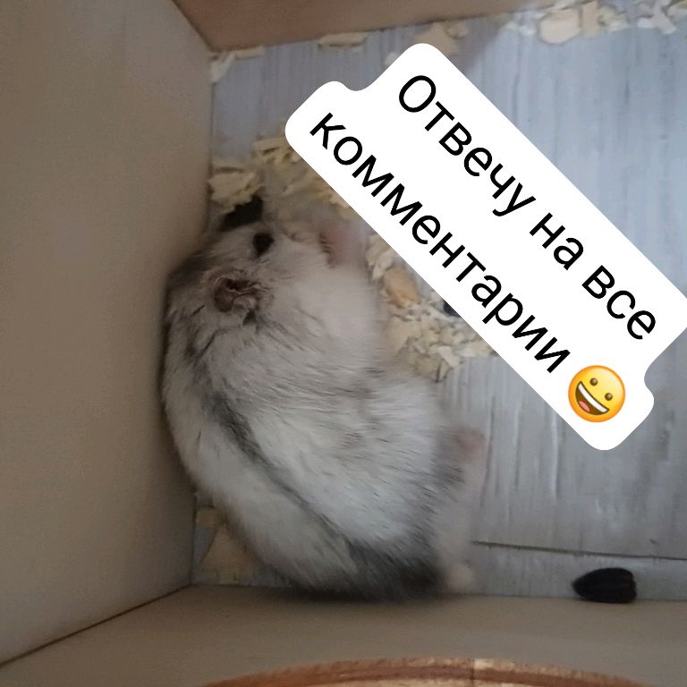 ХомяБлог🥰 Каролина (Катя)