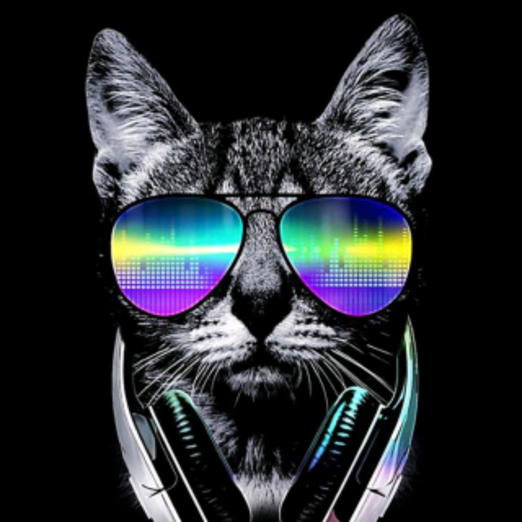 Коты рулят