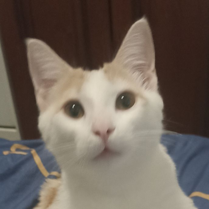 Коот nao кошке