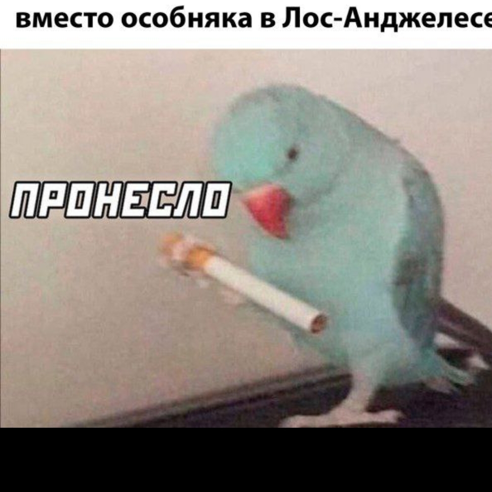 Pipa Pupa