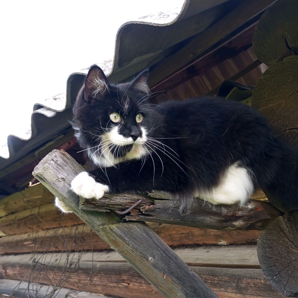 Cats my life