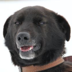 Boltobi