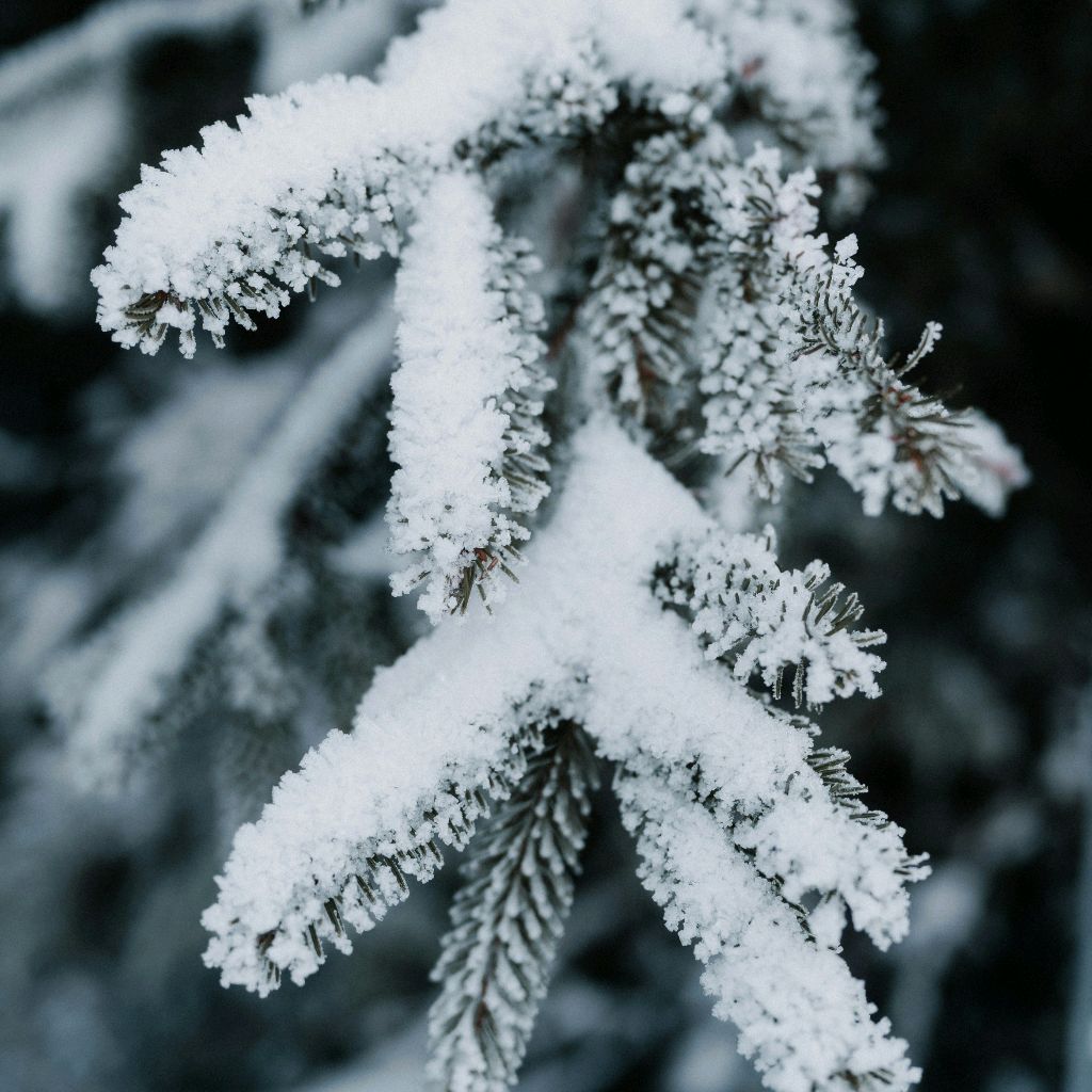 СЕМЁН