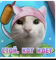 Котик_кампотик