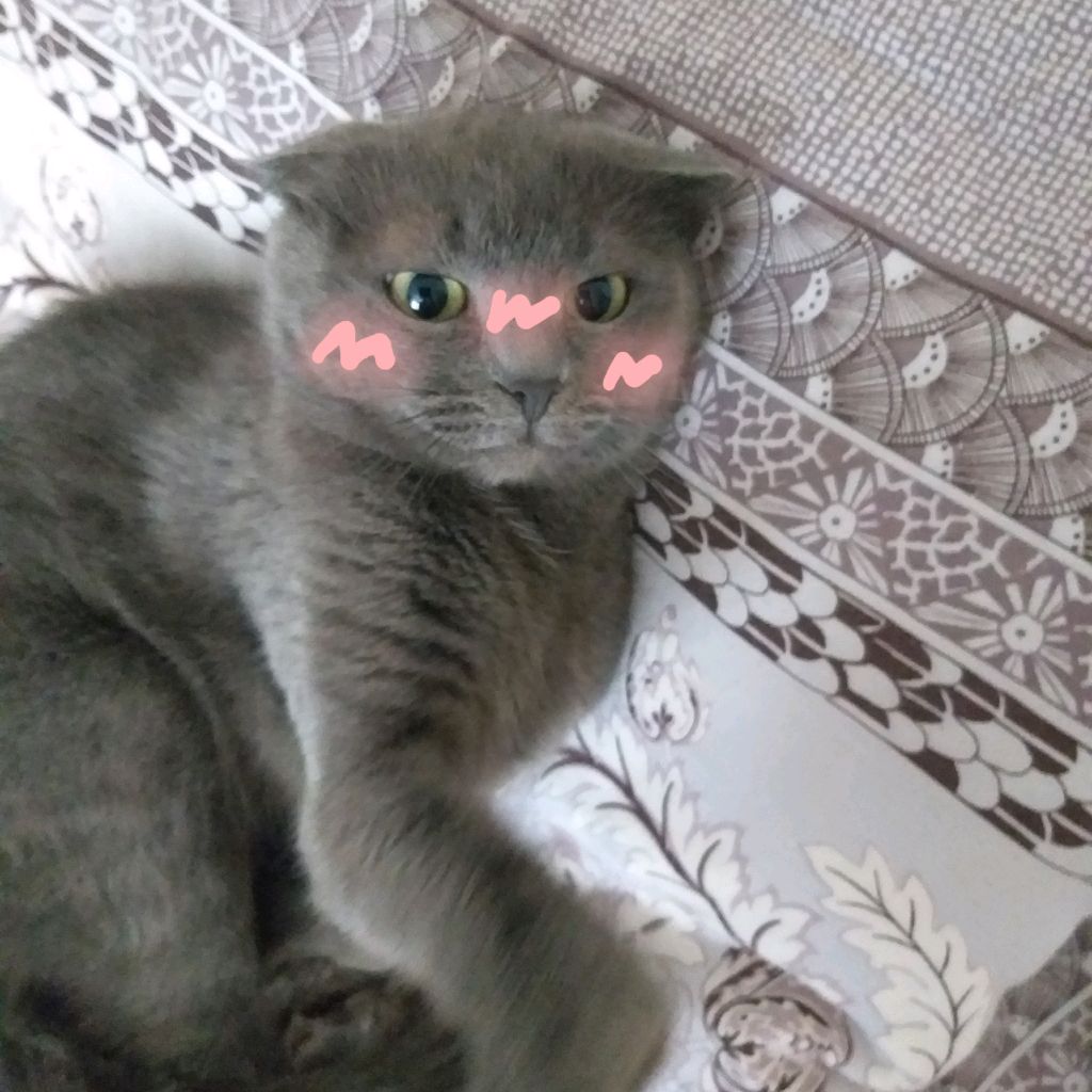 Мяуки И Мурлыки😺 😸😼