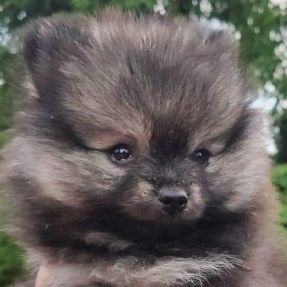 Spitz