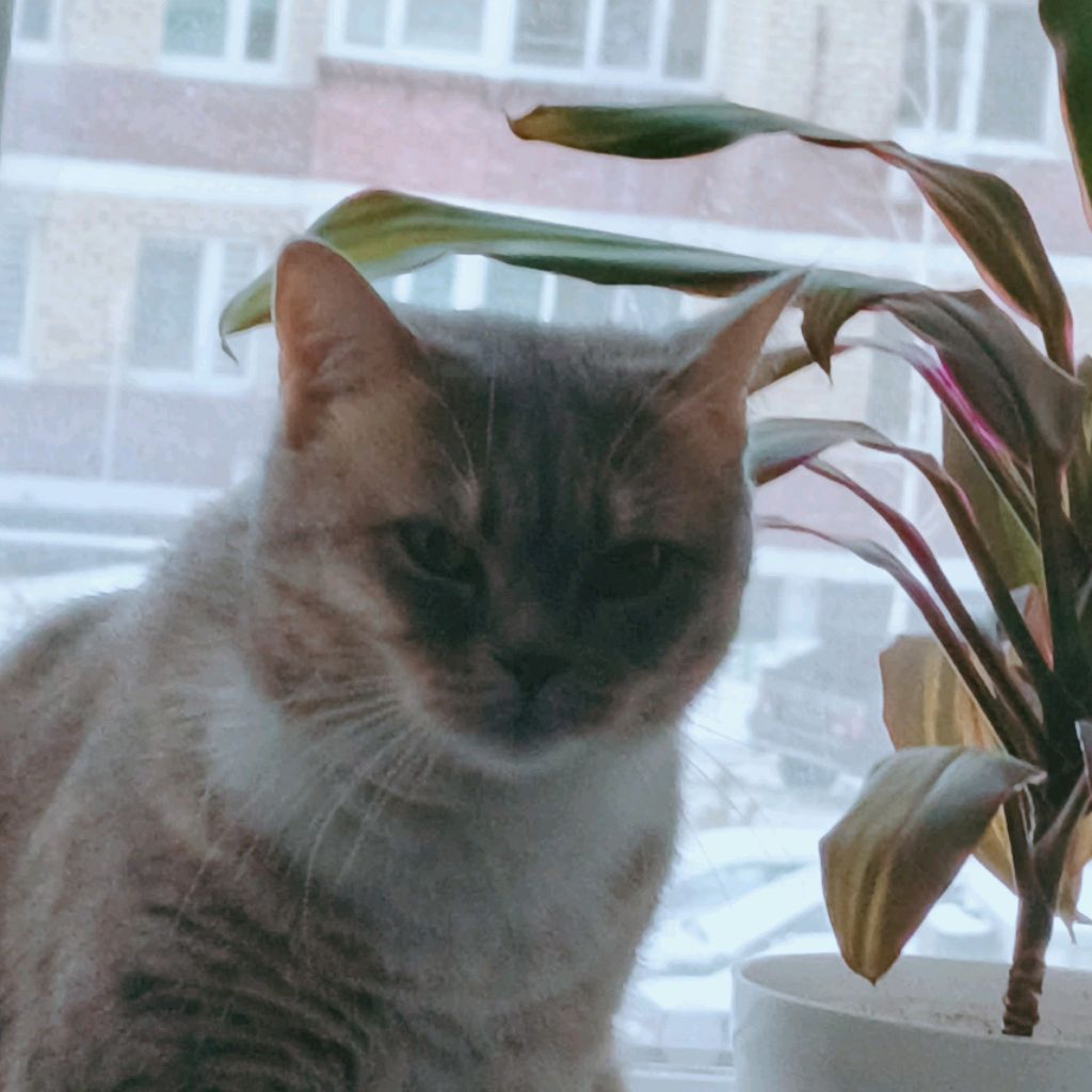 Kira_meow 😺