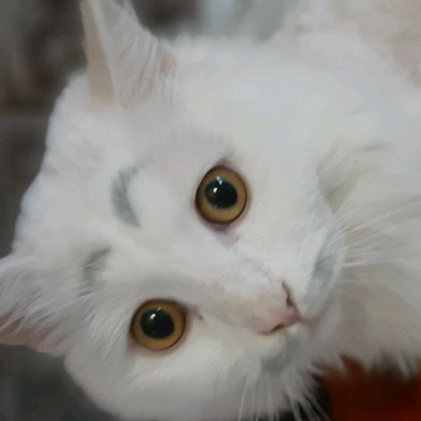 Котики-бобрики