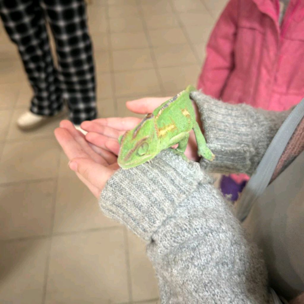 Школа Животных💝🐱⭐