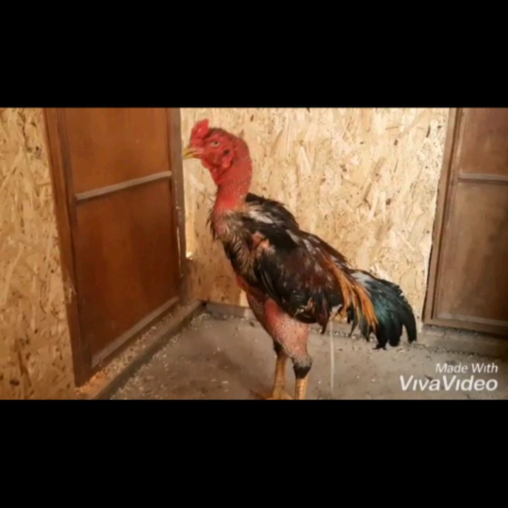 channel57324742