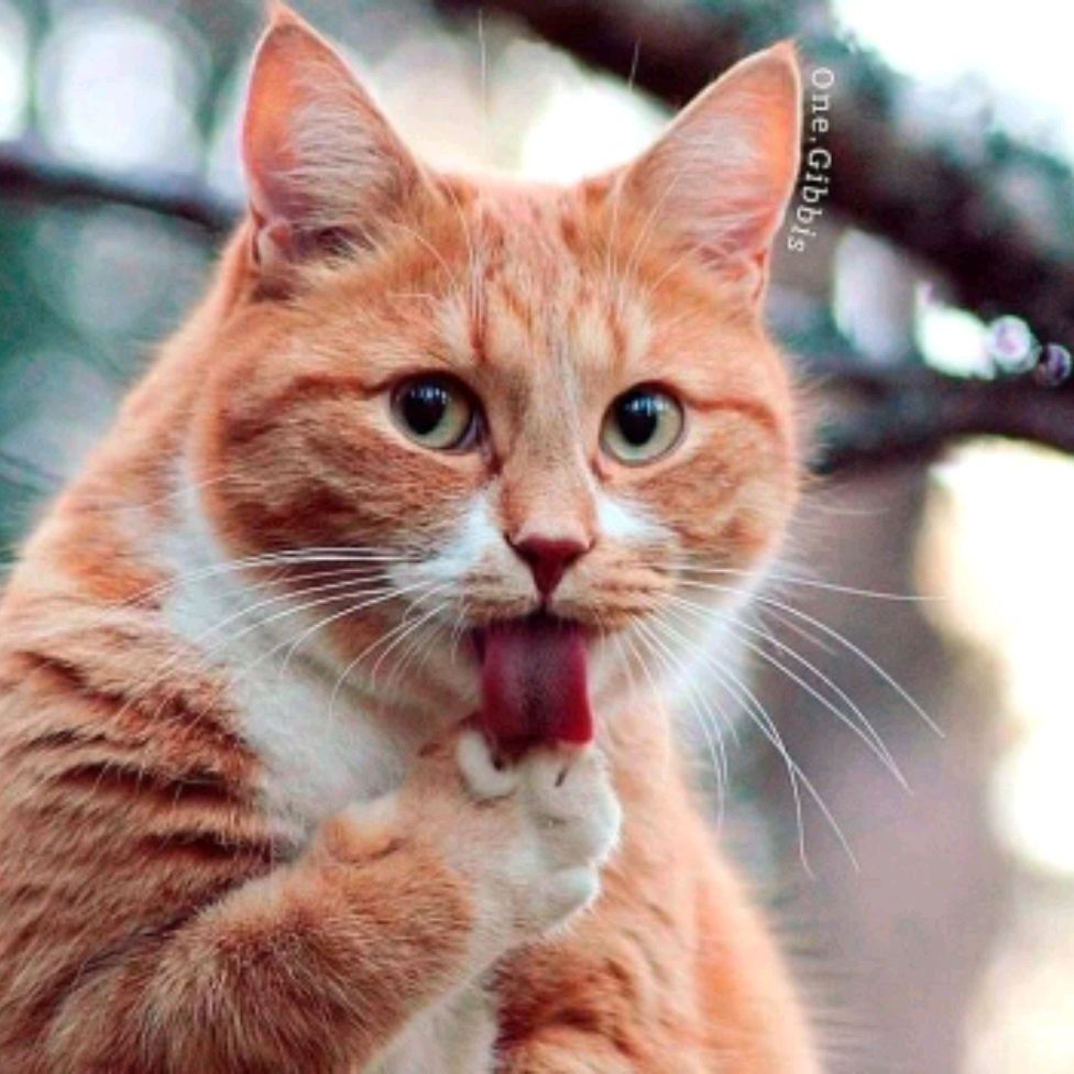 Ginger pyzhik