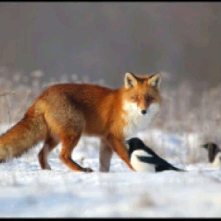 𝓛𝓲𝓼𝓲𝓬𝓱𝓴𝓪🦊🍉