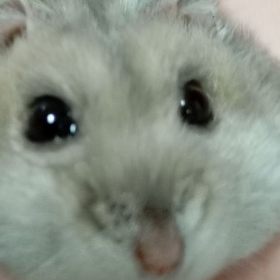 Кошачий мур от Егора