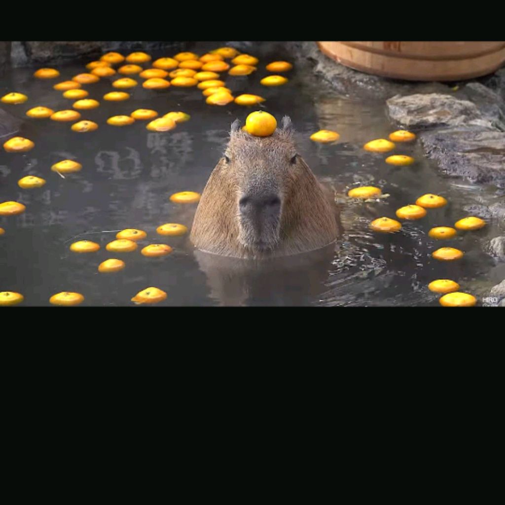 CAPIBARA36165