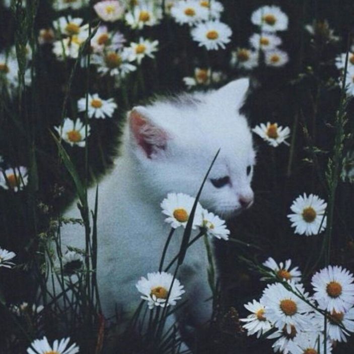 ♥︎Реборн Ева (=^ェ^=)