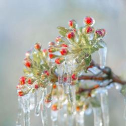Cardinalis_45