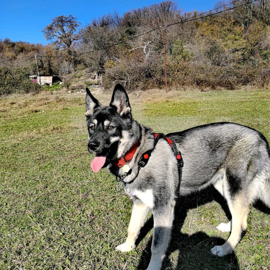 Shibai🐉