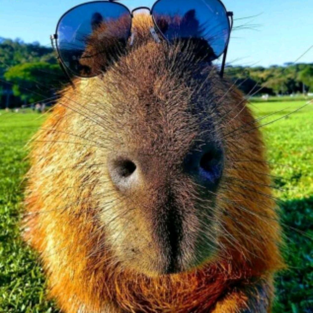 капибара🤩