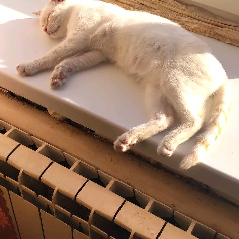 Я люблю котиков😻😻😻😻