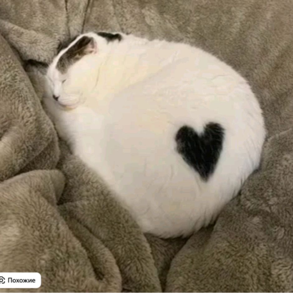 Лилипошек) ❤️