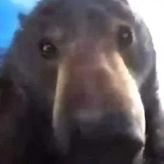 щовэлёк