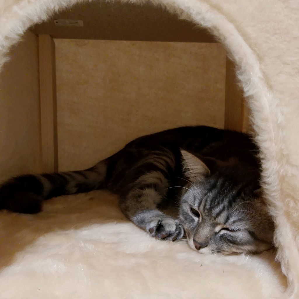 🌼котик цветочек🌼