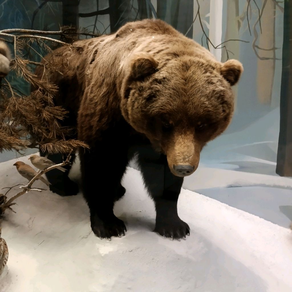 Миша 🍯Мёд 🍯🐻💤 Медведь 🐻