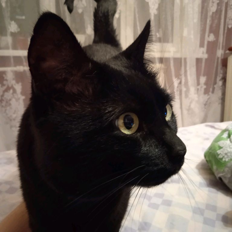 Сергей Шелепа