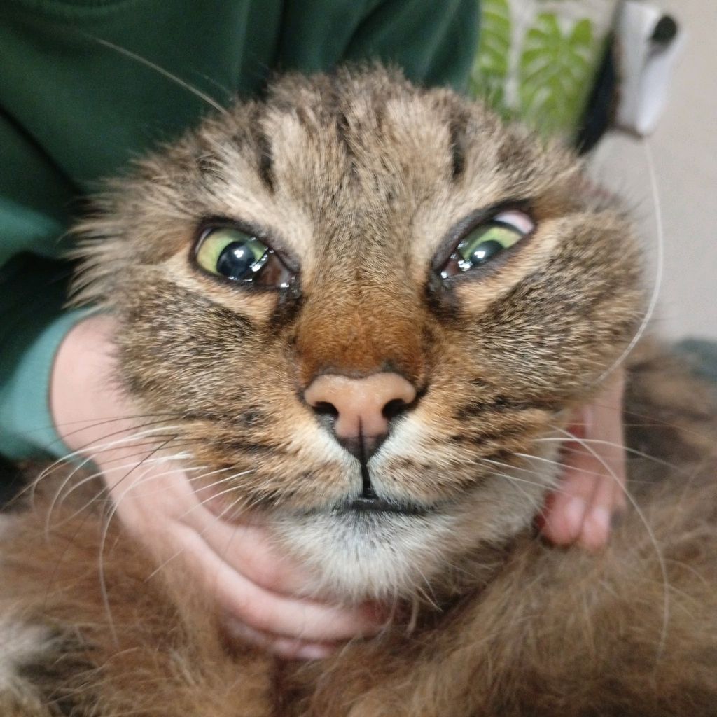 Meme Cat