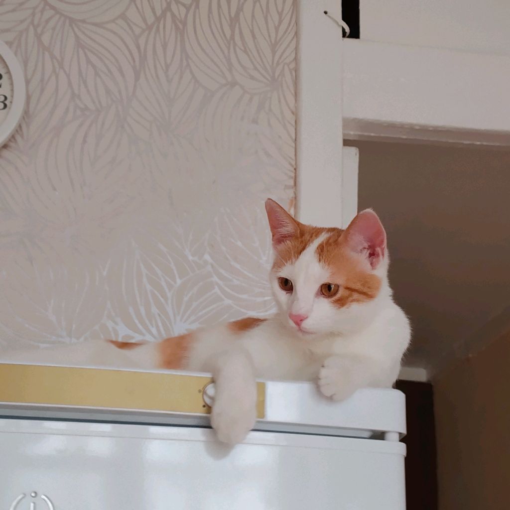 I'm cat