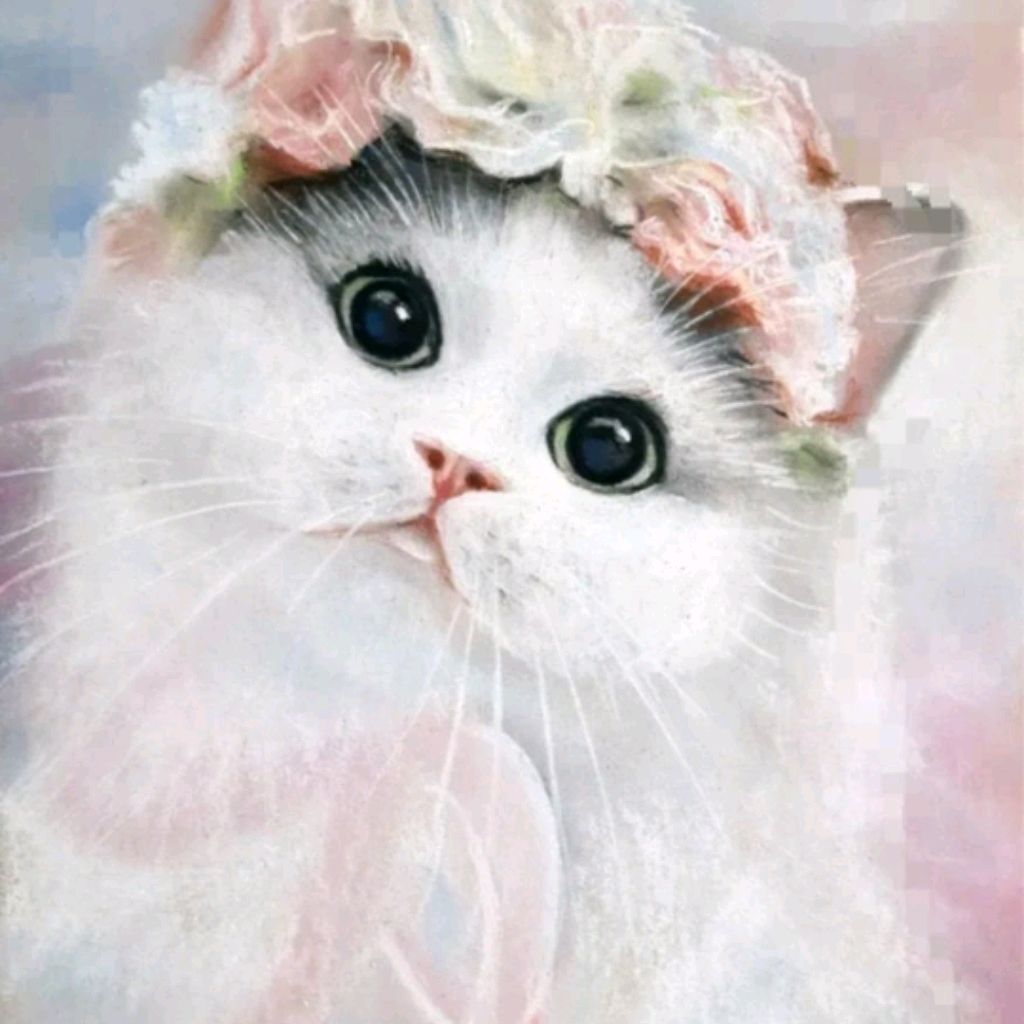 Кити котик