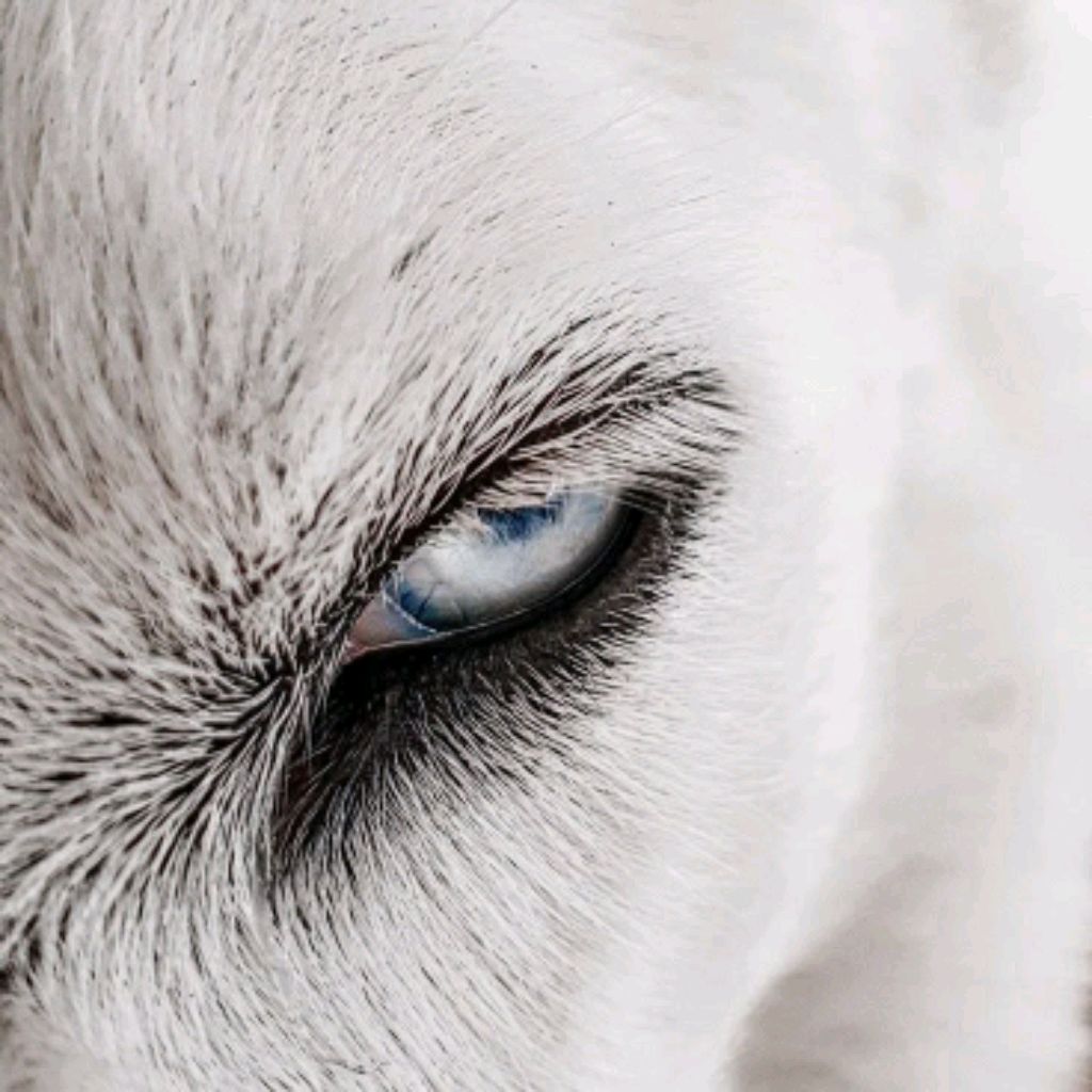 Alaska