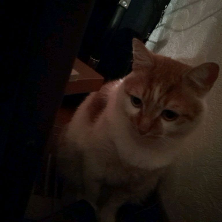 Котики