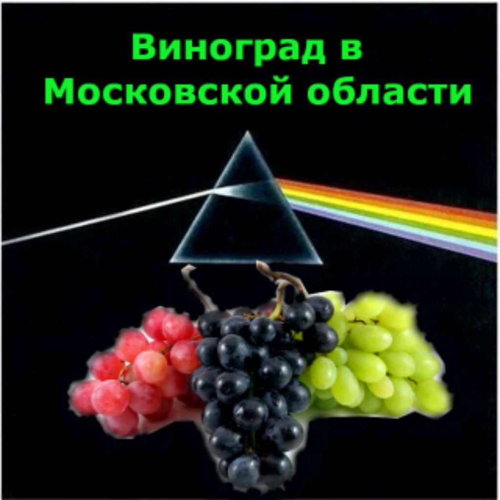 Vinogradvmo